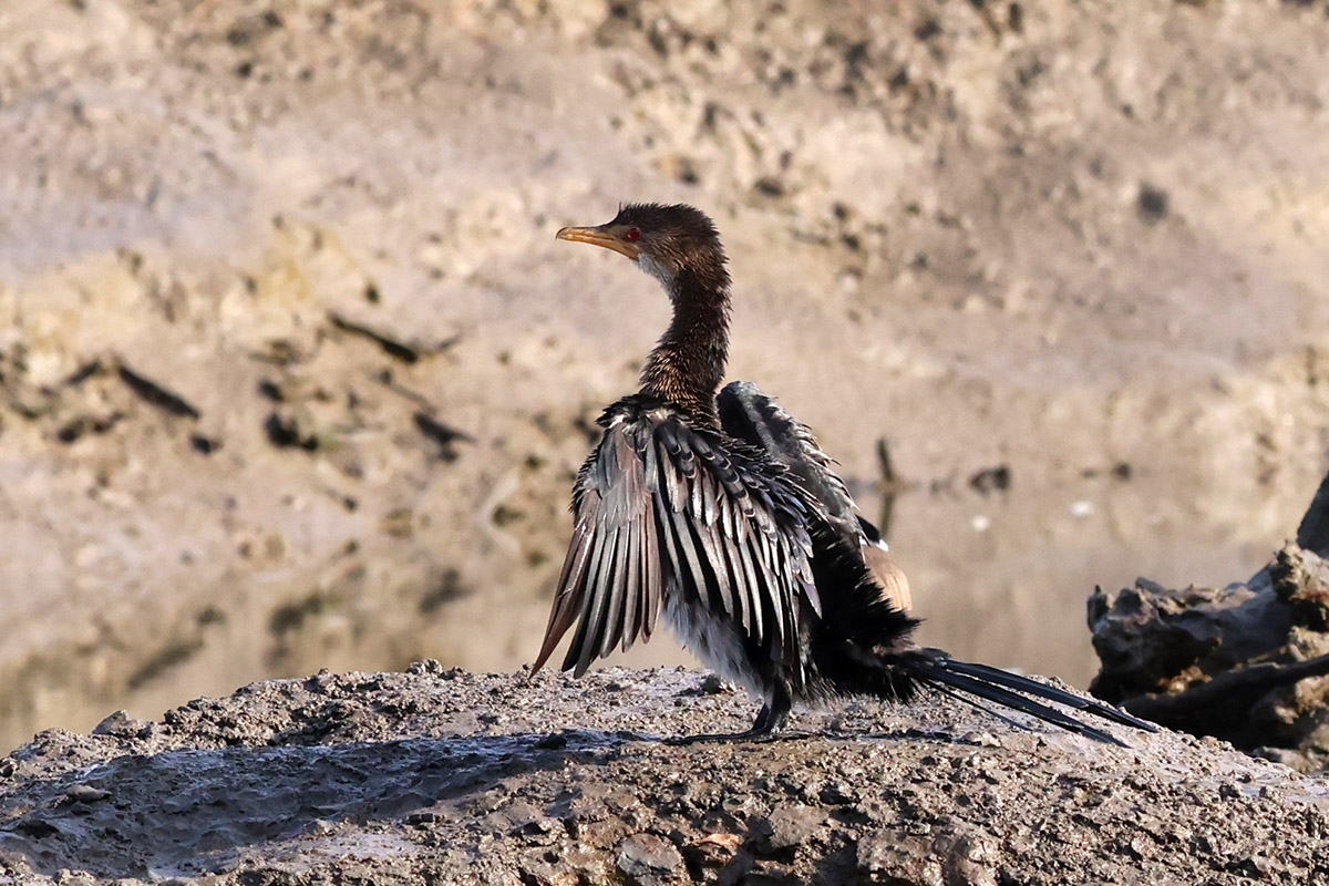 Long-tailed Cormorant